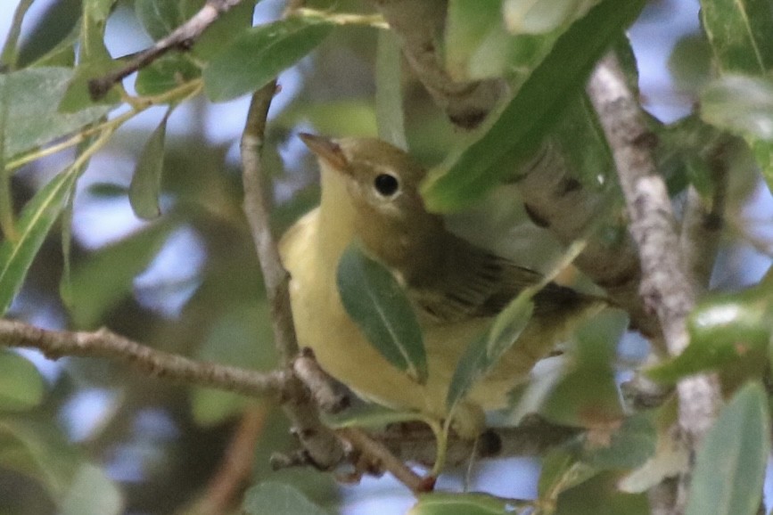 Yellow Warbler - ML642143001