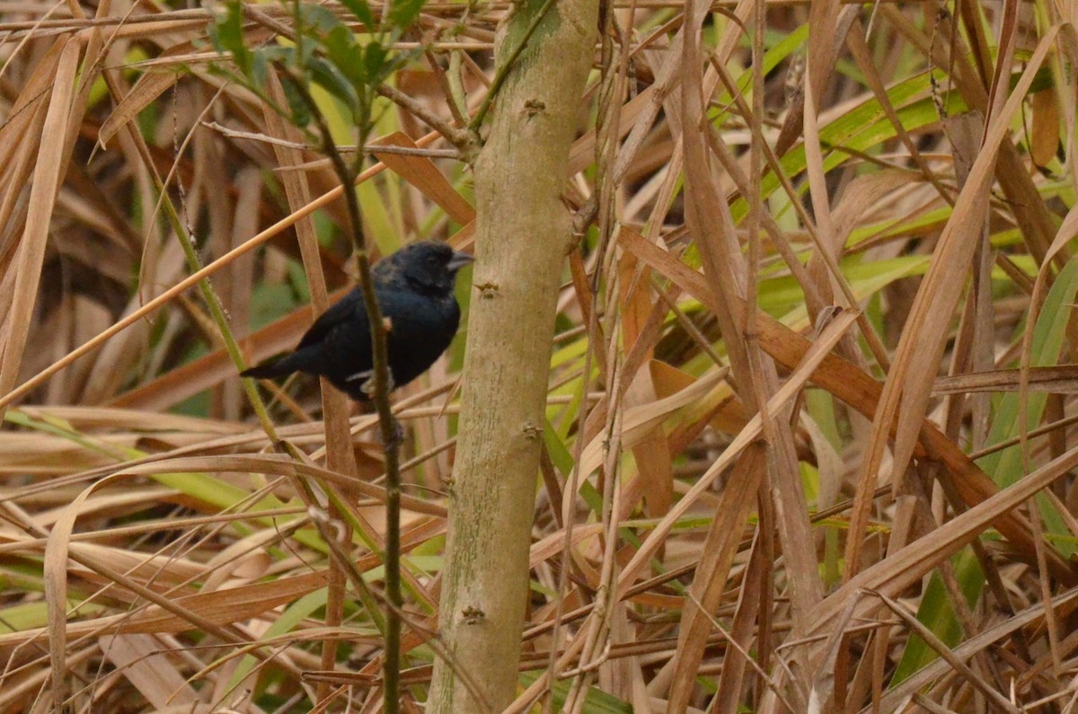 Blue-black Grassquit - ML642143063