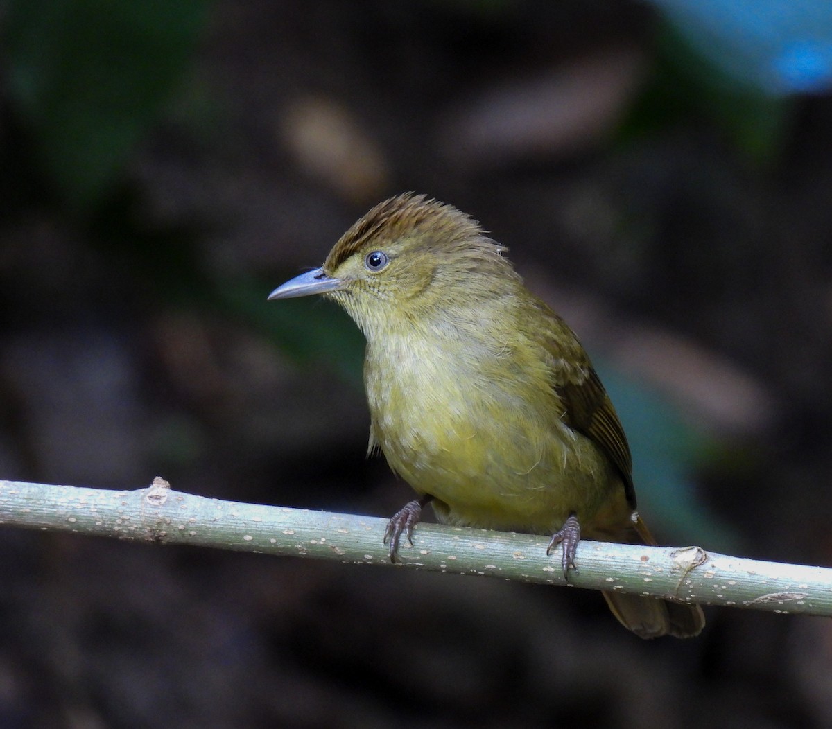 Cachar Bulbul - ML642143075