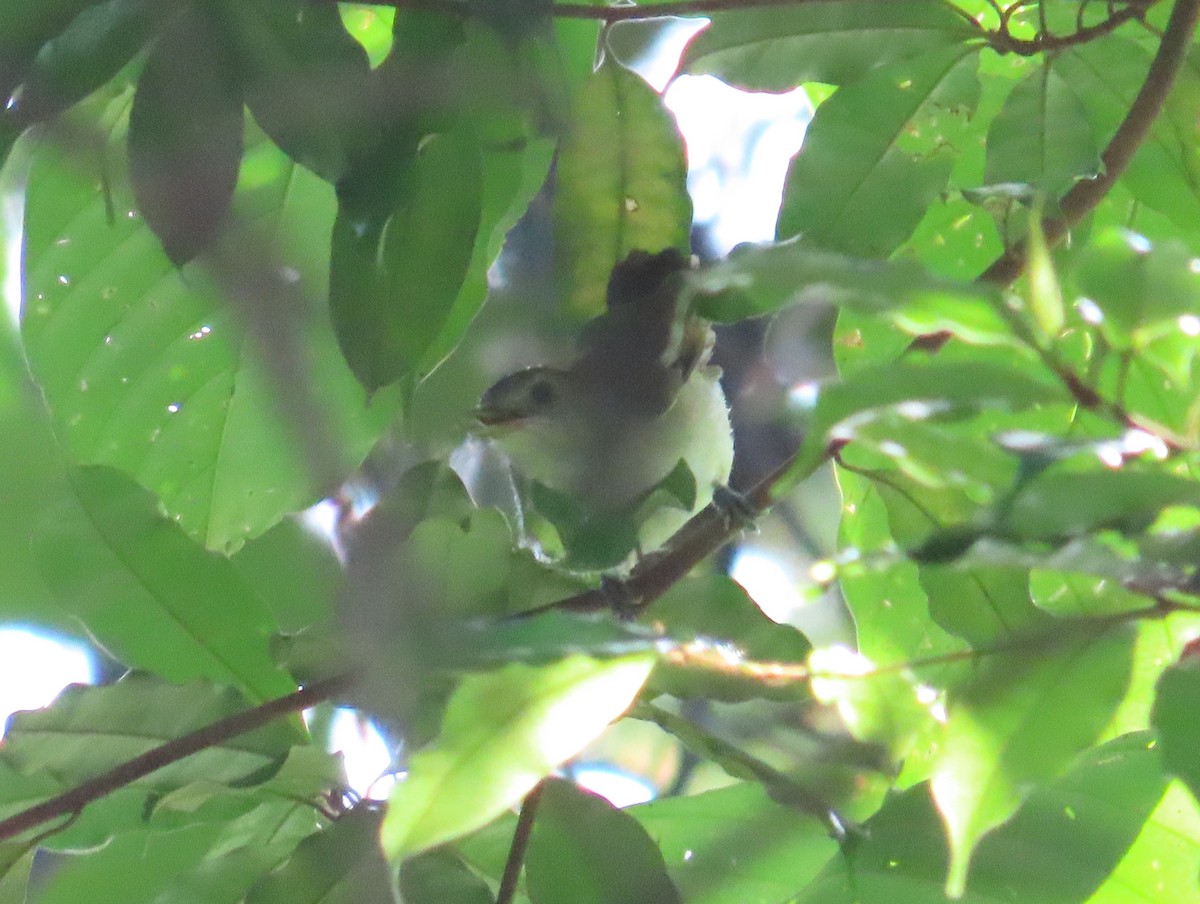 Sooty-capped Babbler - ML642143089