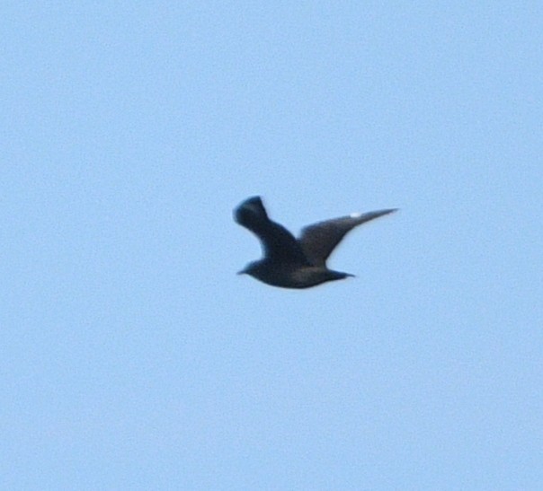 South Polar Skua - ML642143098