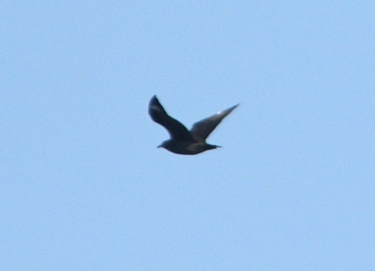 South Polar Skua - ML642143101