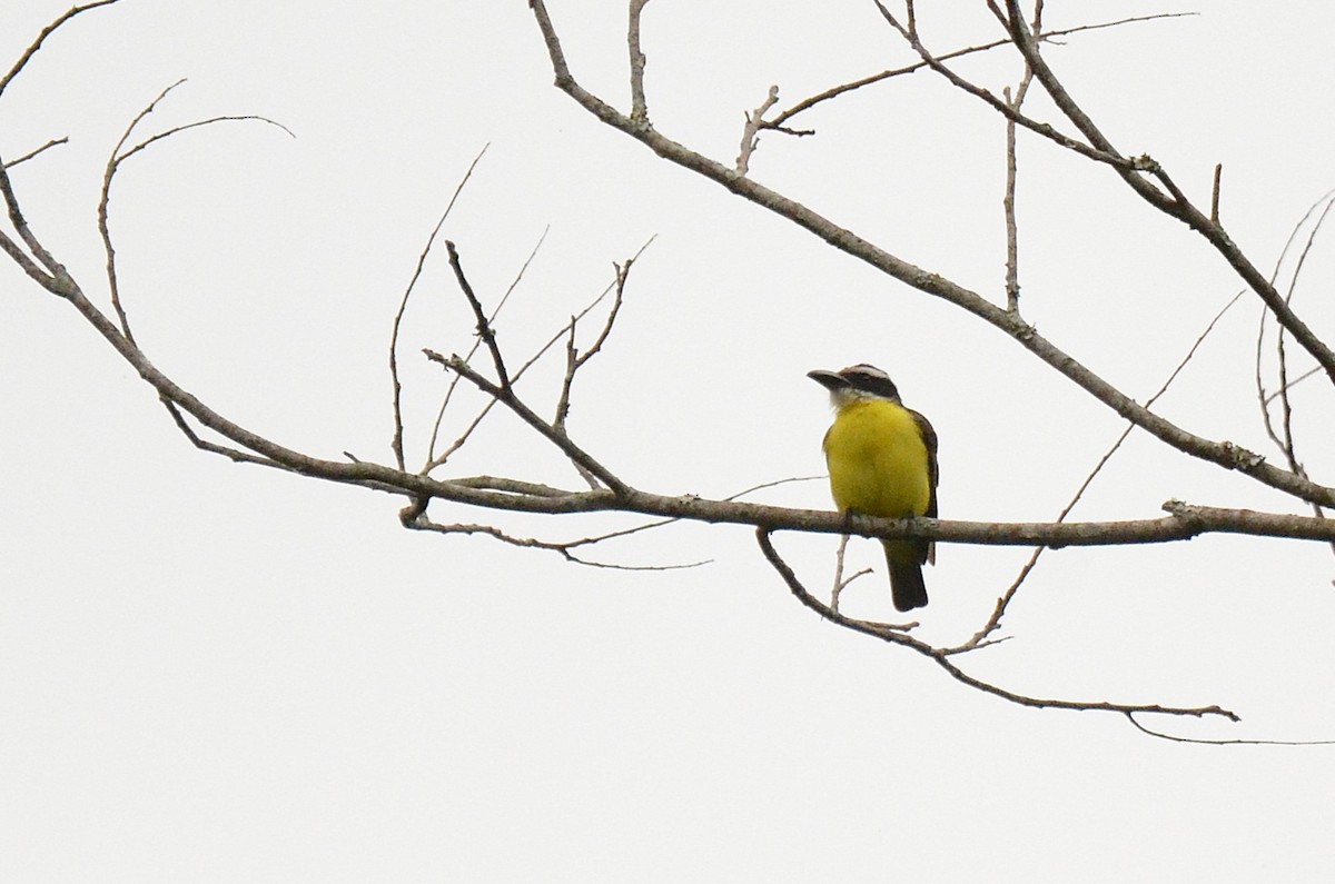 Boat-billed Flycatcher - ML642143113