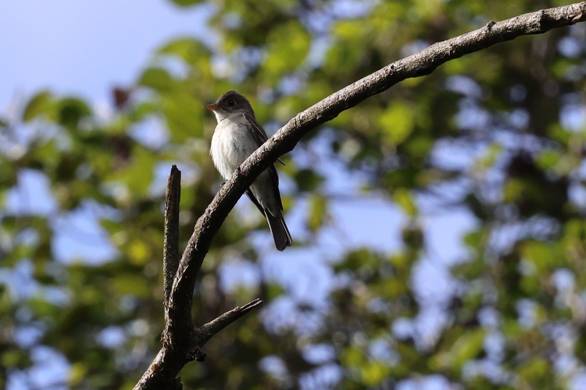 Western/Eastern Wood-Pewee - ML642143124