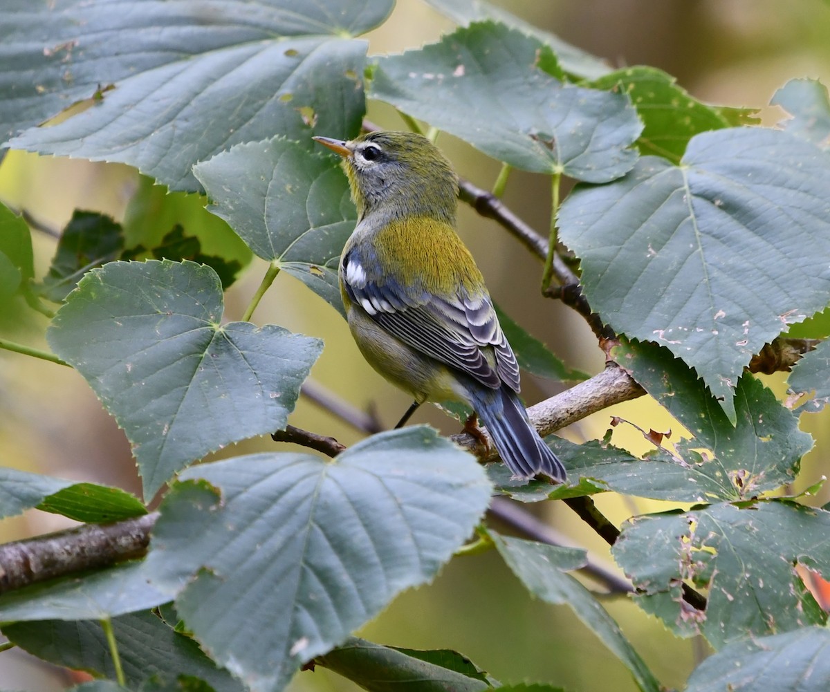 Northern Parula - ML642143141