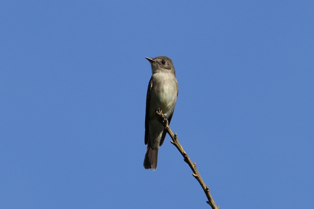 Western/Eastern Wood-Pewee - ML642143144