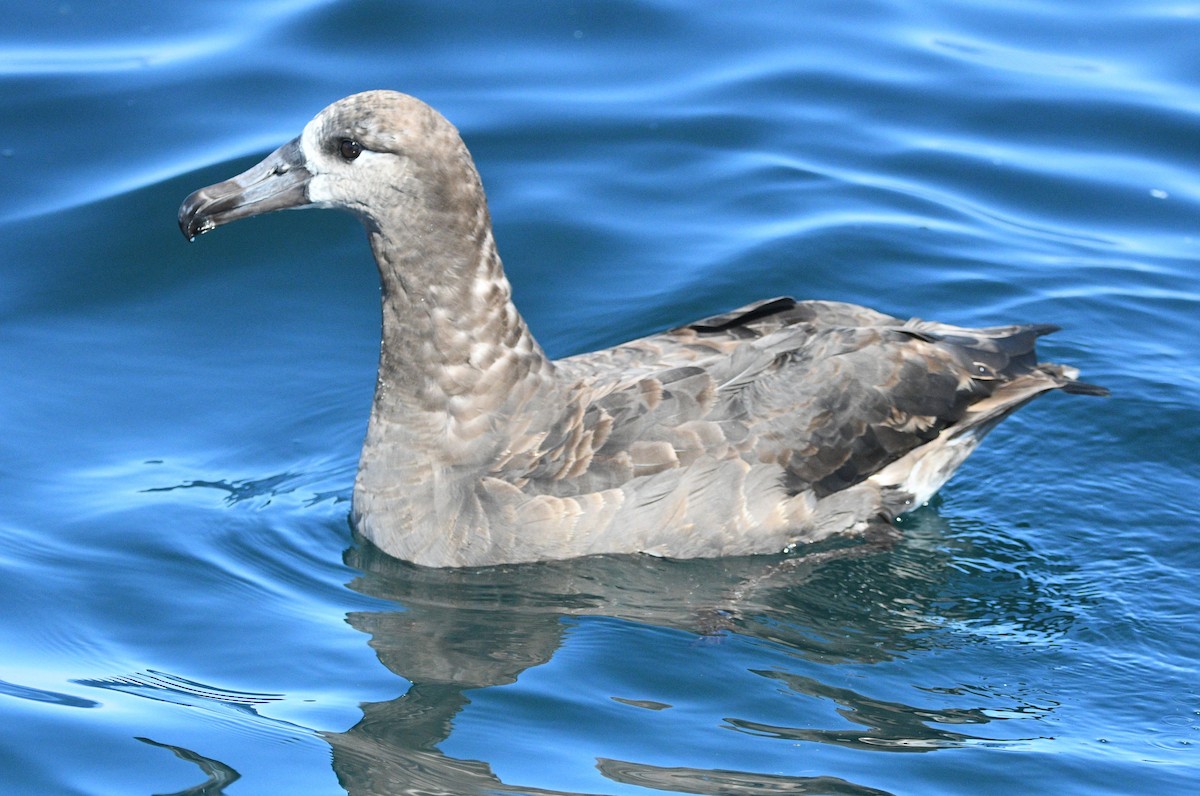 Black-footed Albatross - ML642143145