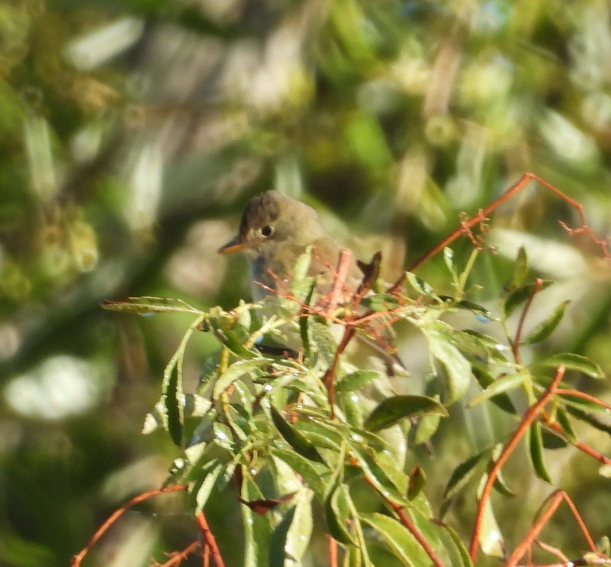 Willow Flycatcher - ML642143159