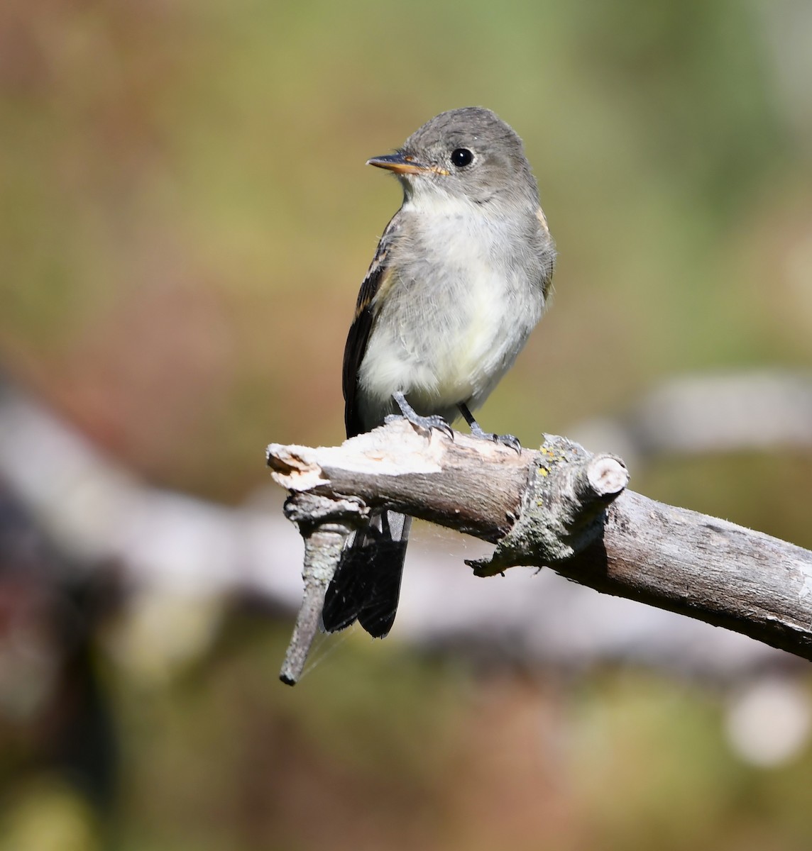 Eastern Wood-Pewee - ML642143161
