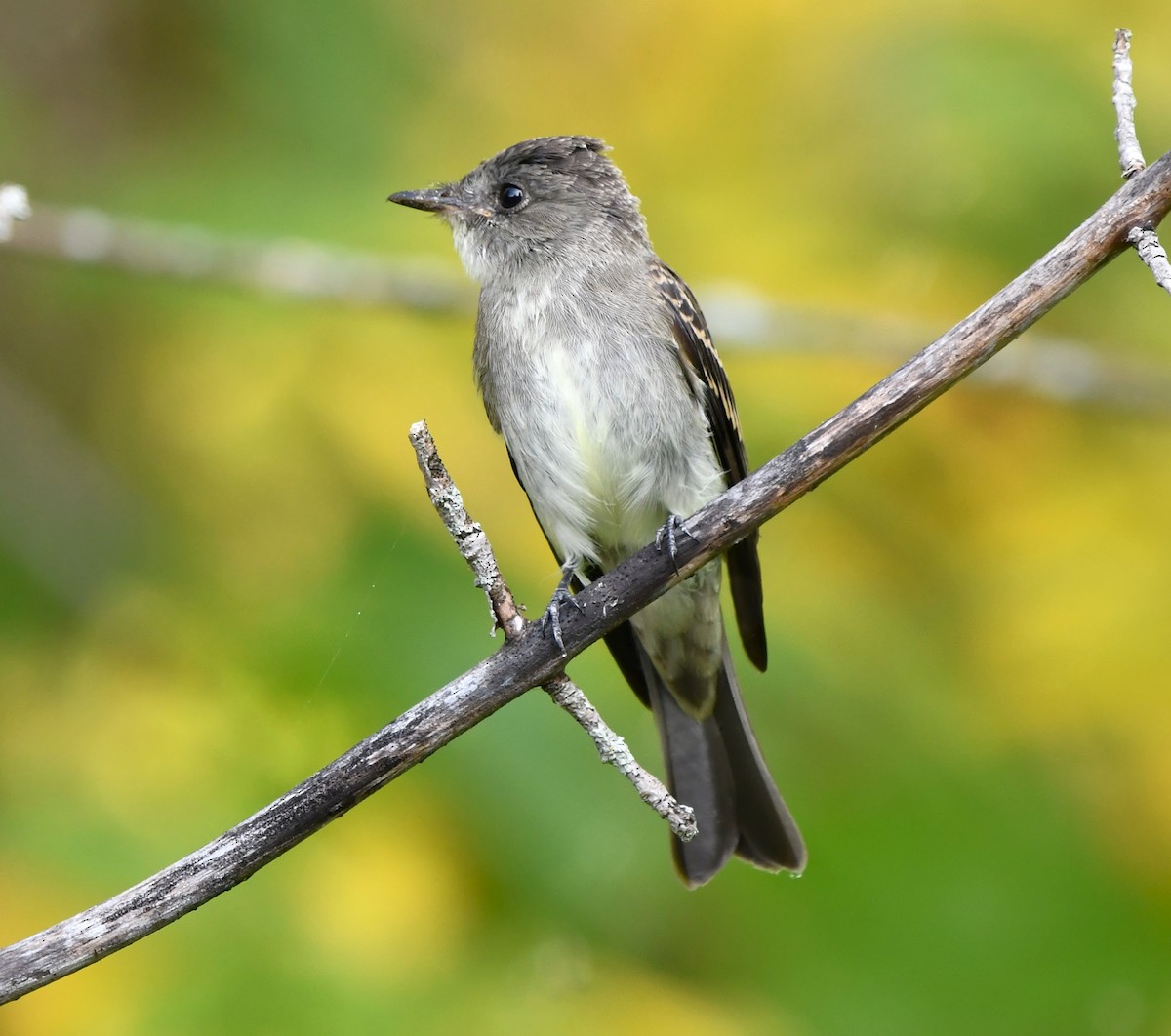 Eastern Wood-Pewee - ML642143163