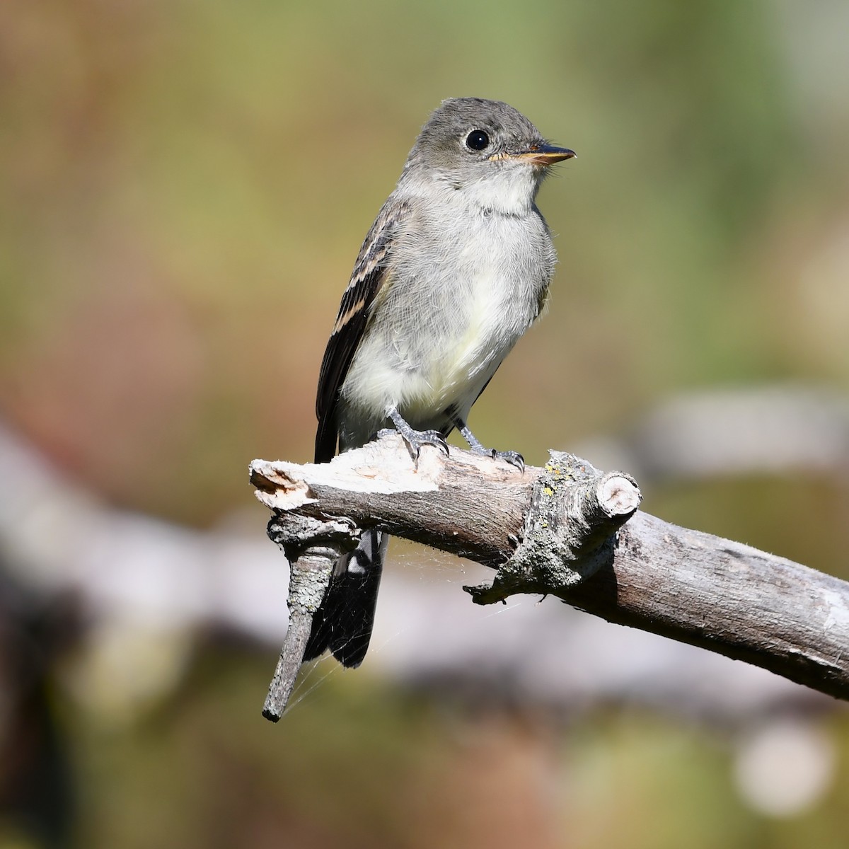 Eastern Wood-Pewee - ML642143166