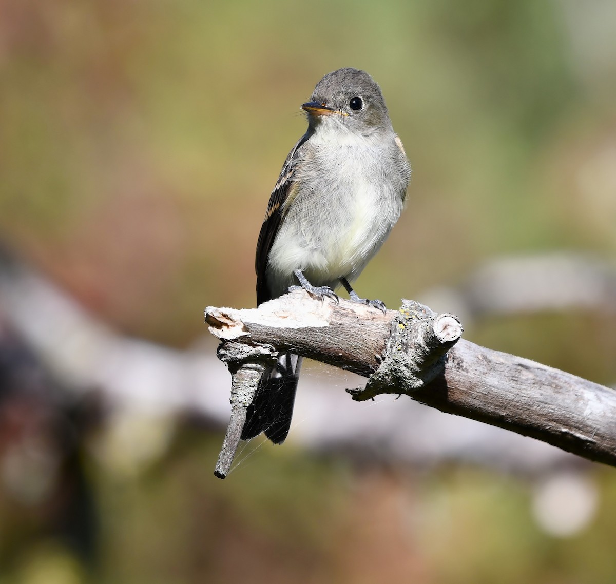 Eastern Wood-Pewee - ML642143167