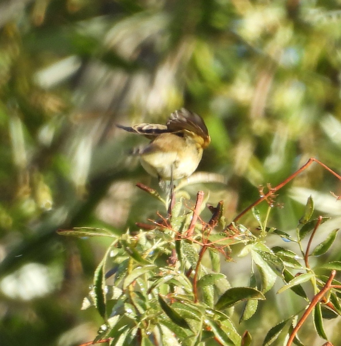 Willow Flycatcher - ML642143169