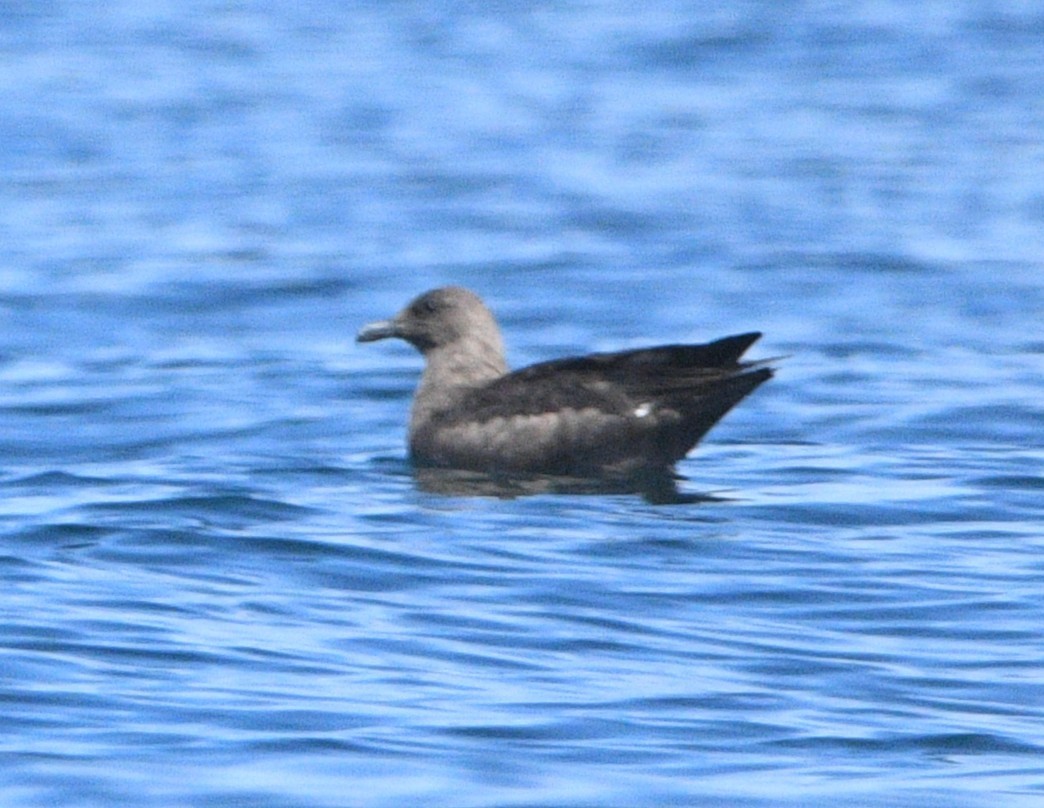 South Polar Skua - ML642143187