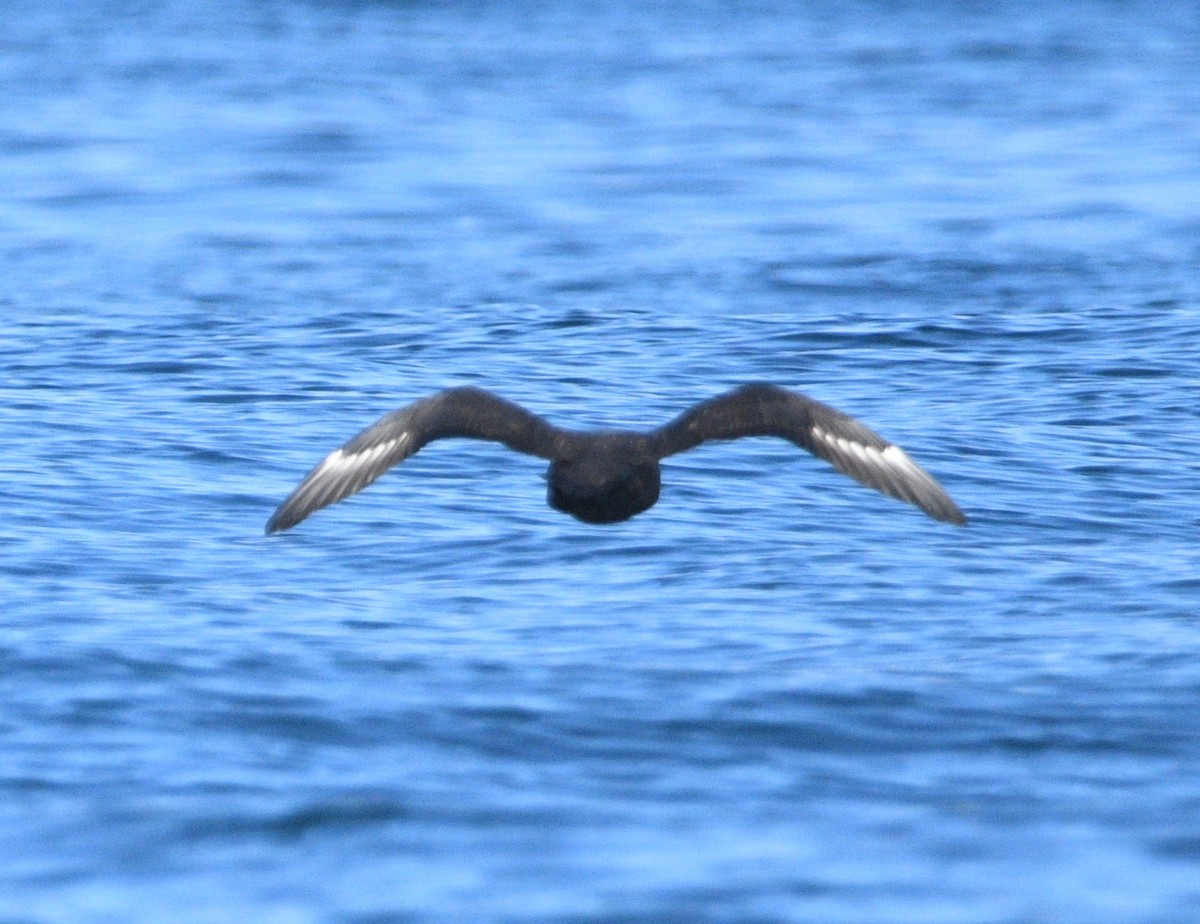 South Polar Skua - ML642143190