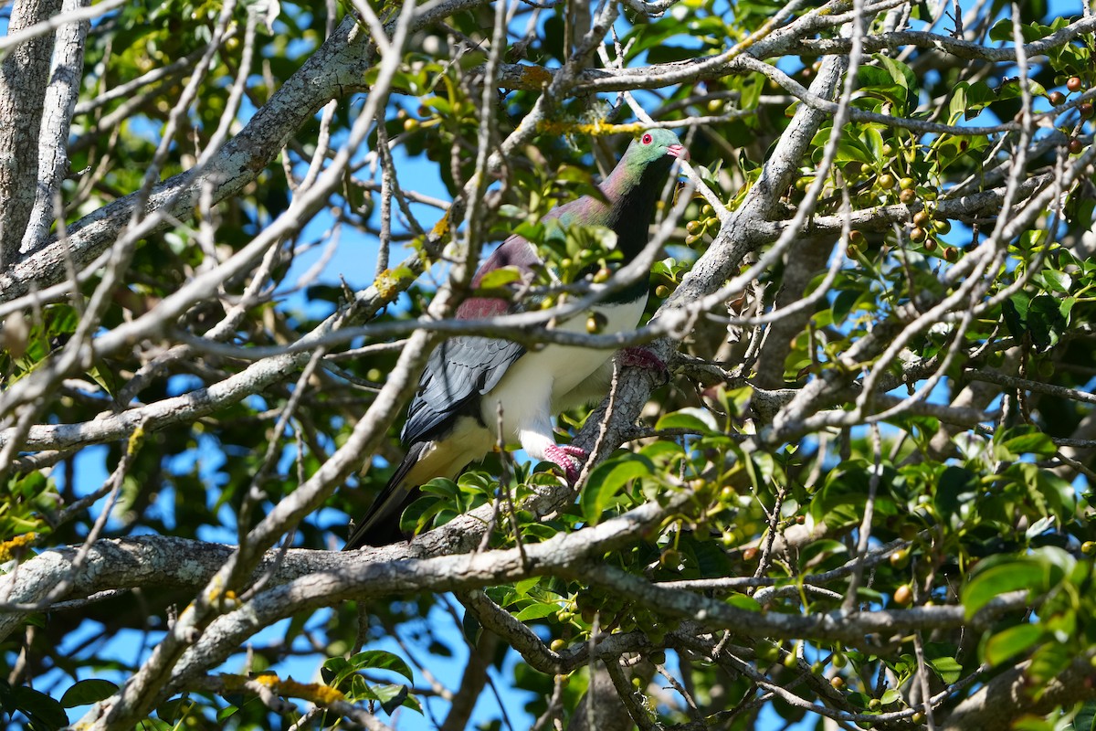 New Zealand Pigeon - ML642143197