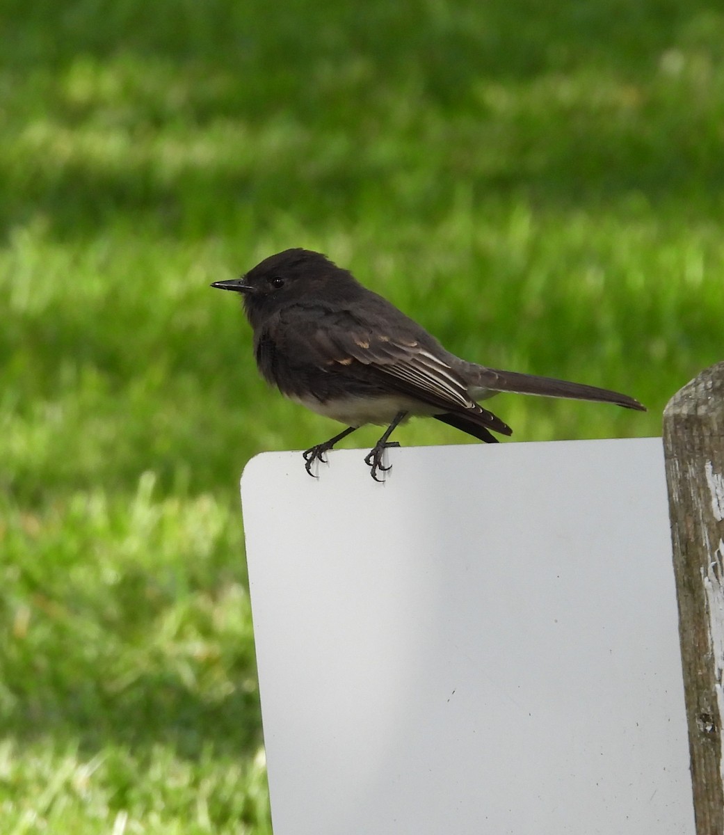 Black Phoebe - ML642143204