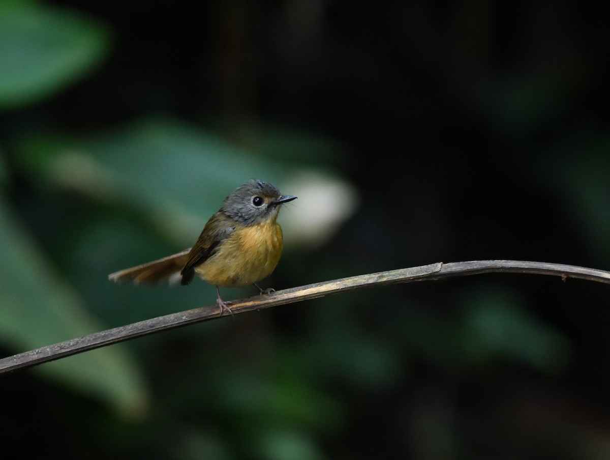 Pale-chinned Flycatcher - ML642143209