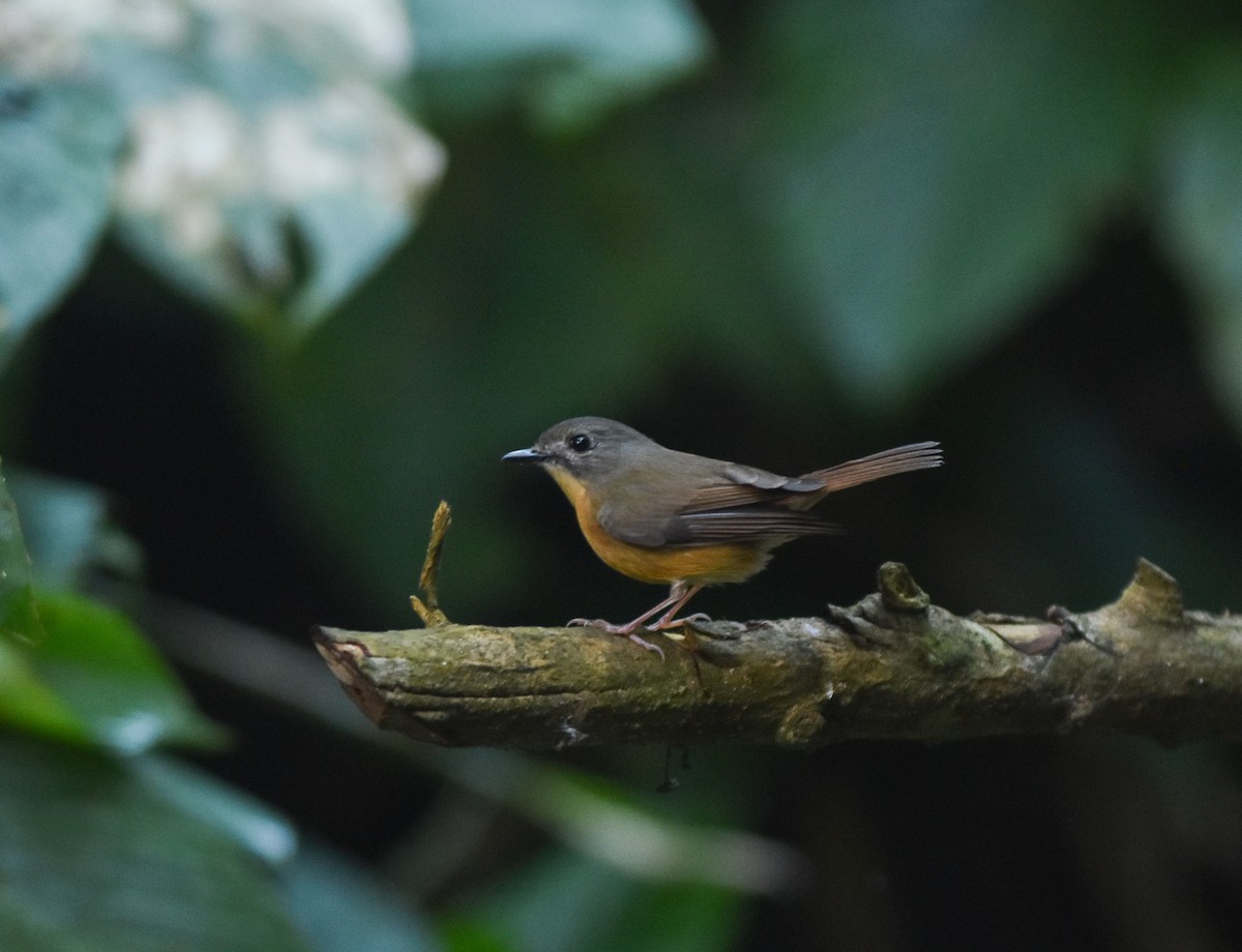 Pale-chinned Flycatcher - ML642143210