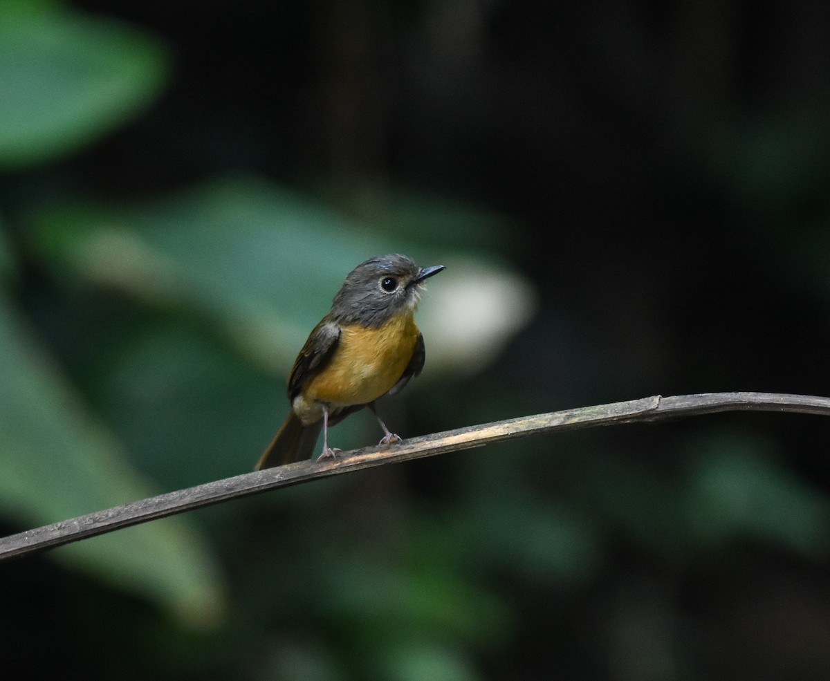 Pale-chinned Flycatcher - ML642143211
