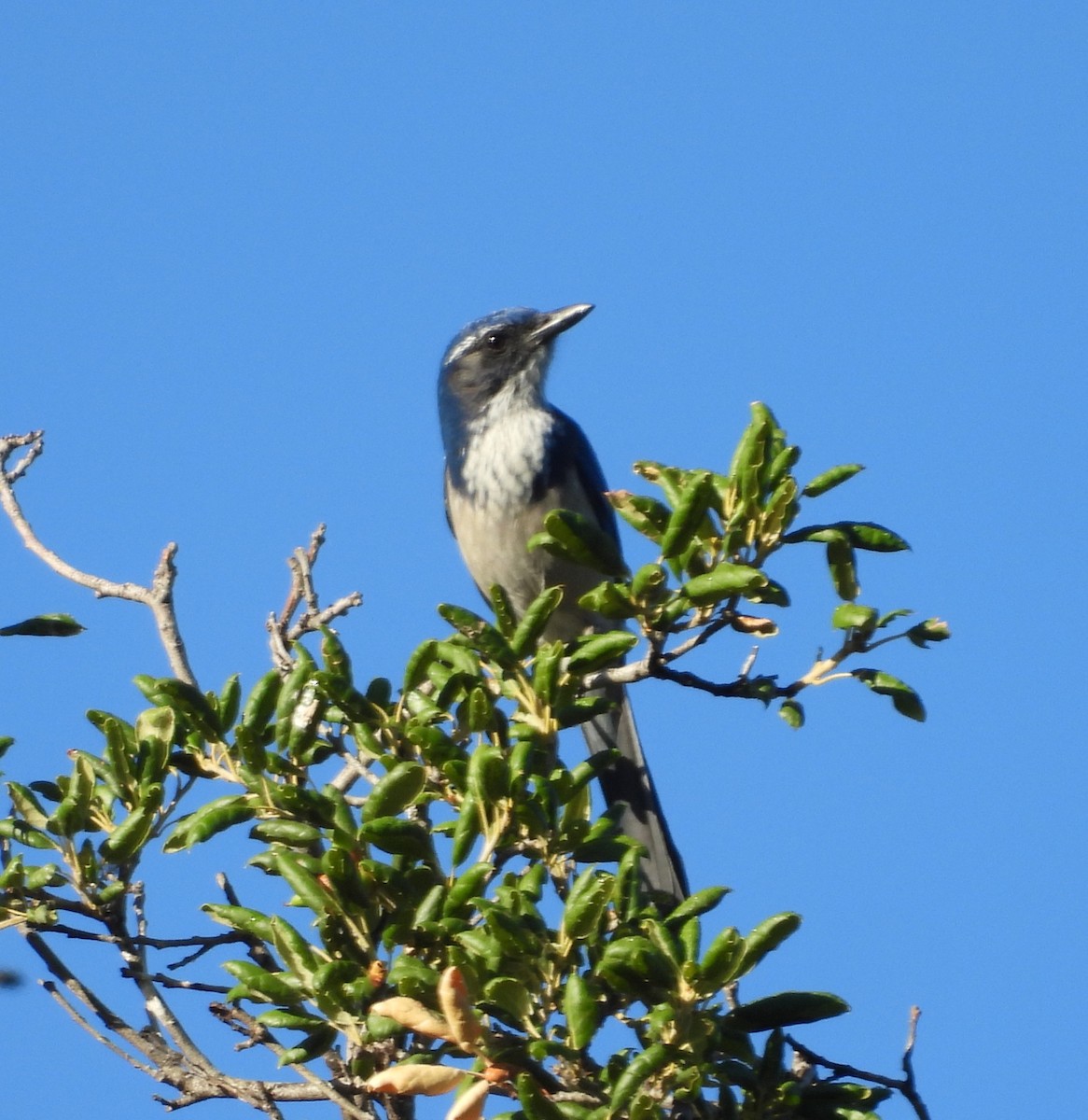 California Scrub-Jay - ML642143215