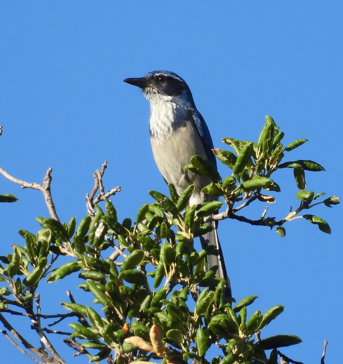 California Scrub-Jay - ML642143218