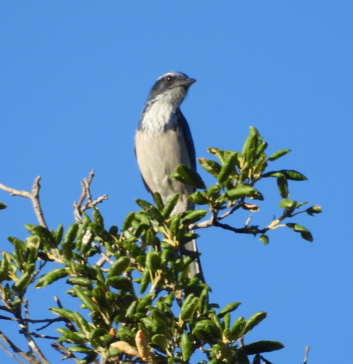 California Scrub-Jay - ML642143225