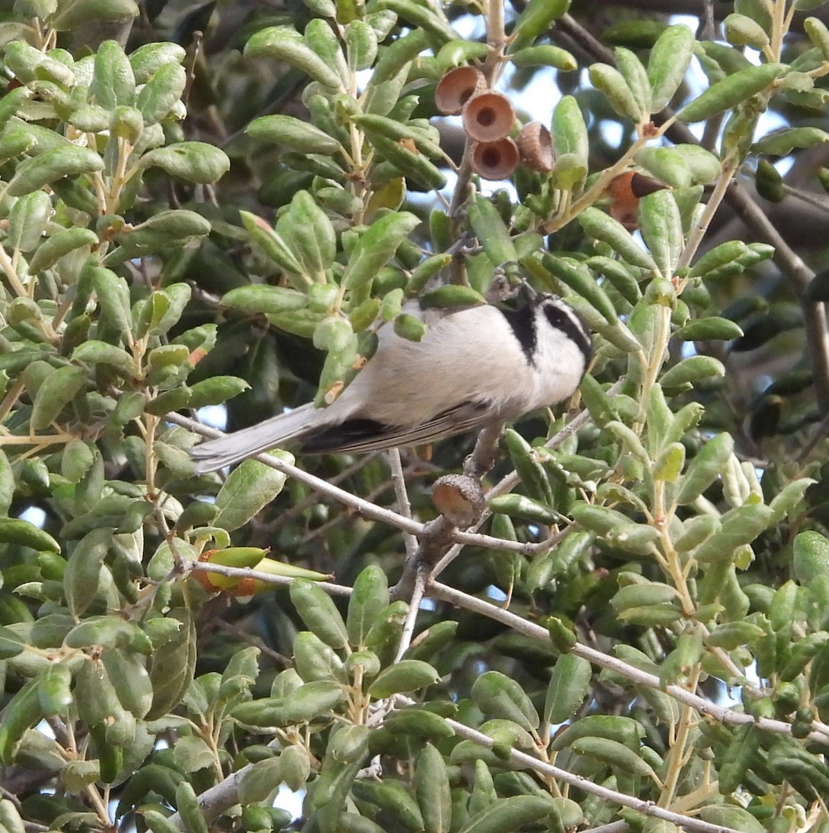Mountain Chickadee - ML642143236
