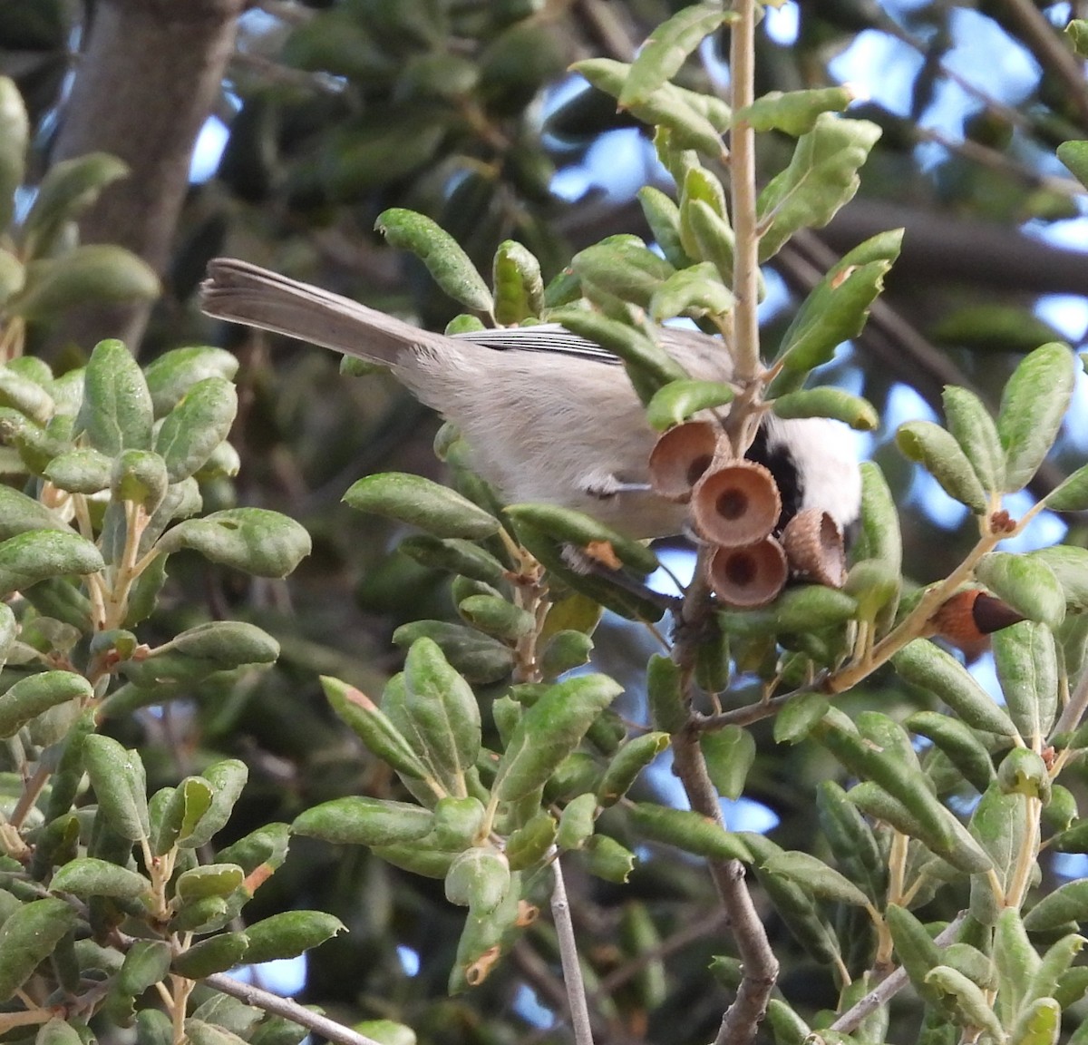 Mountain Chickadee - ML642143239