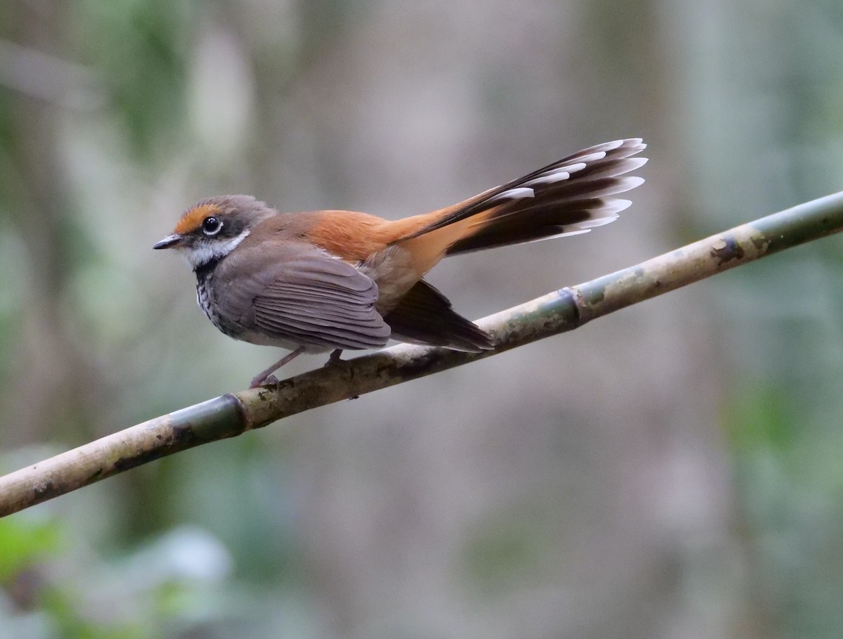 Australian Rufous Fantail - ML642143240