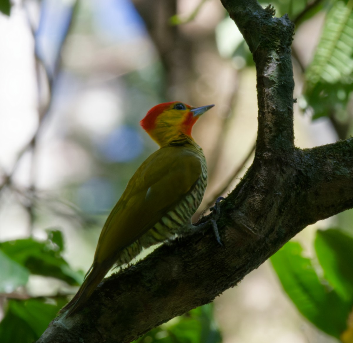 Carpintero Gorjigualdo - ML642143241