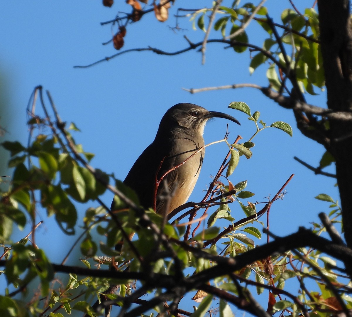 California Thrasher - ML642143244