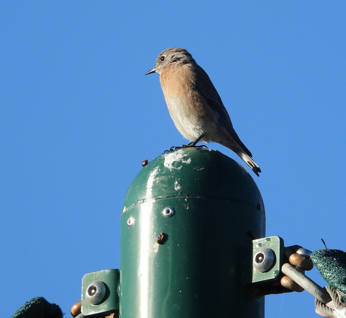 Western Bluebird - ML642143247