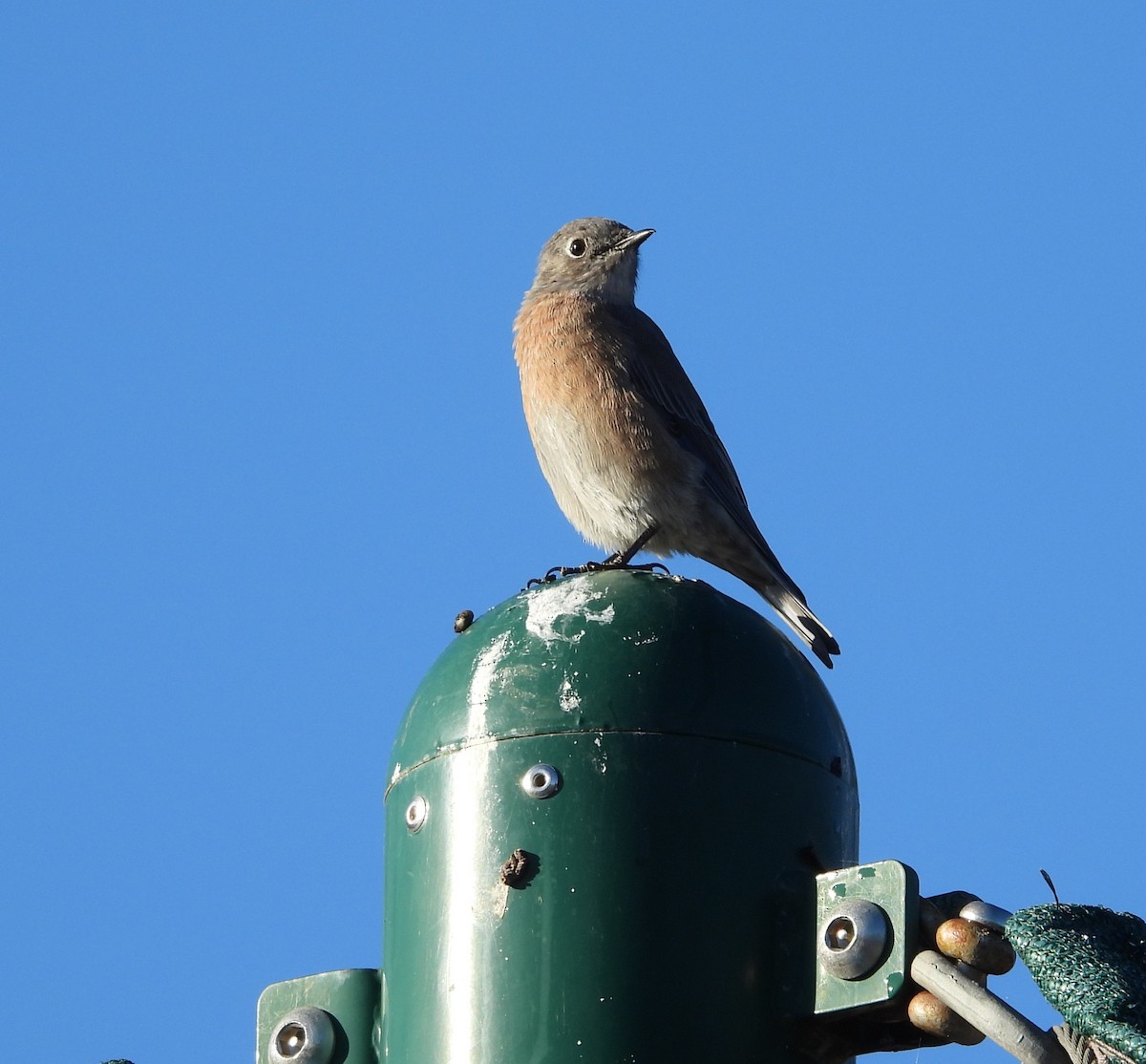 Western Bluebird - ML642143249