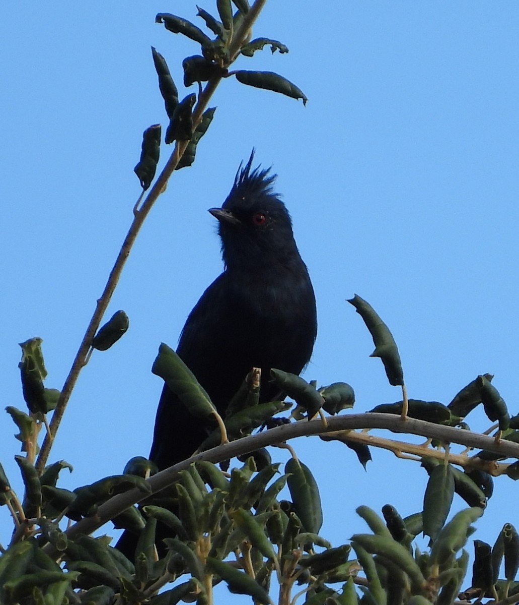 Phainopepla - ML642143250