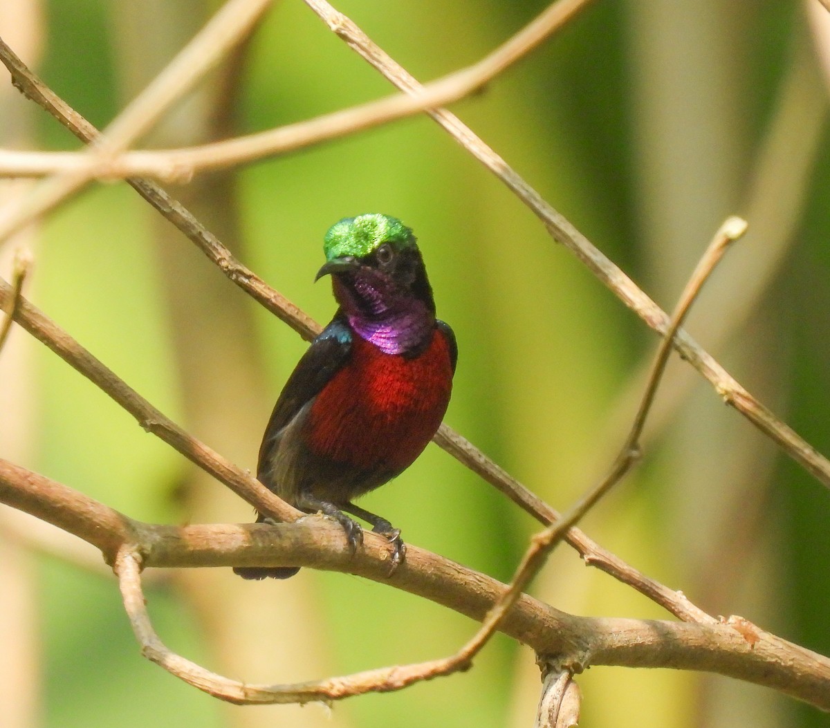 Van Hasselt's Sunbird - ML642143251