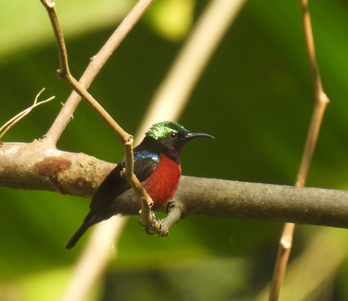 Van Hasselt's Sunbird - ML642143252