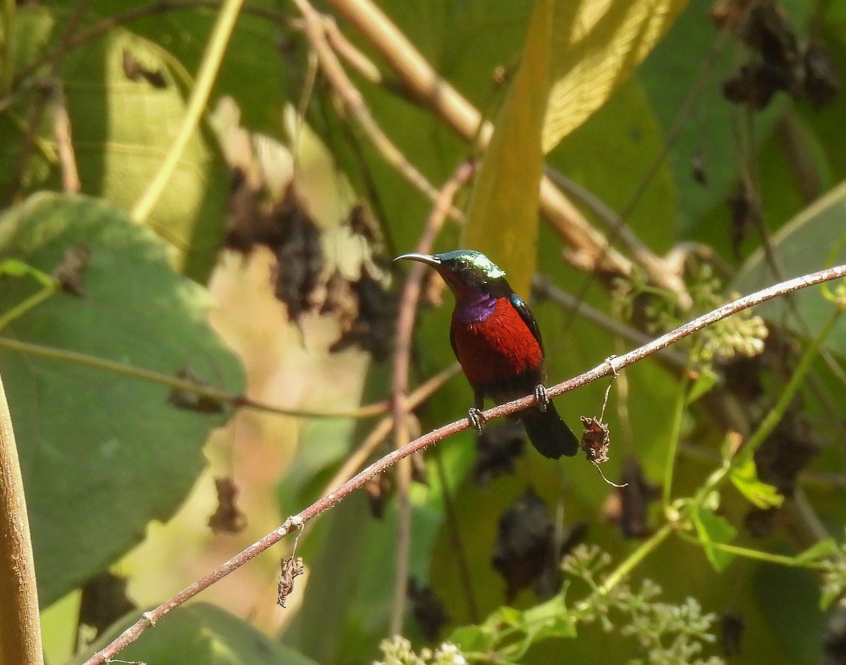 Van Hasselt's Sunbird - ML642143253