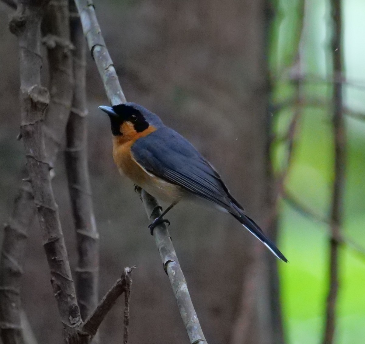 Australian Spectacled Monarch - ML642143254