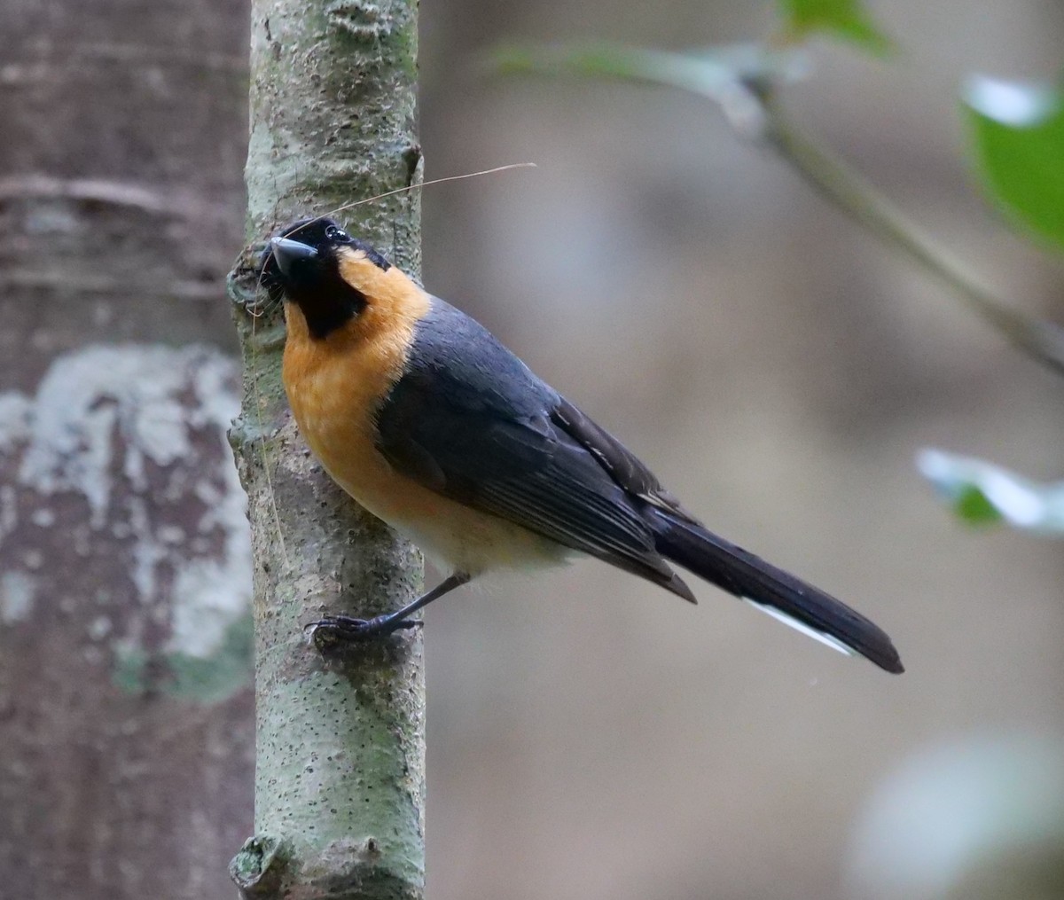 Australian Spectacled Monarch - ML642143255