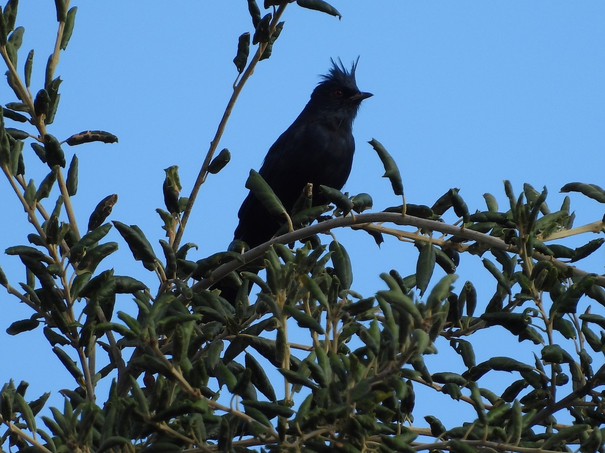 Phainopepla - ML642143257