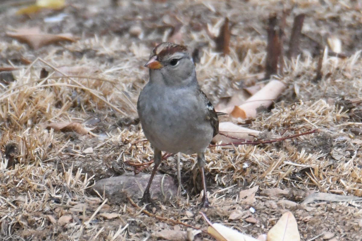 White-crowned Sparrow (Gambel's) - ML642143264