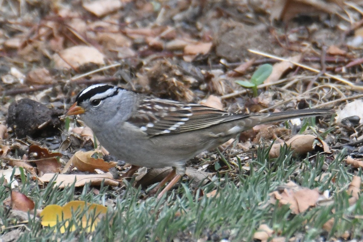White-crowned Sparrow (Gambel's) - ML642143265