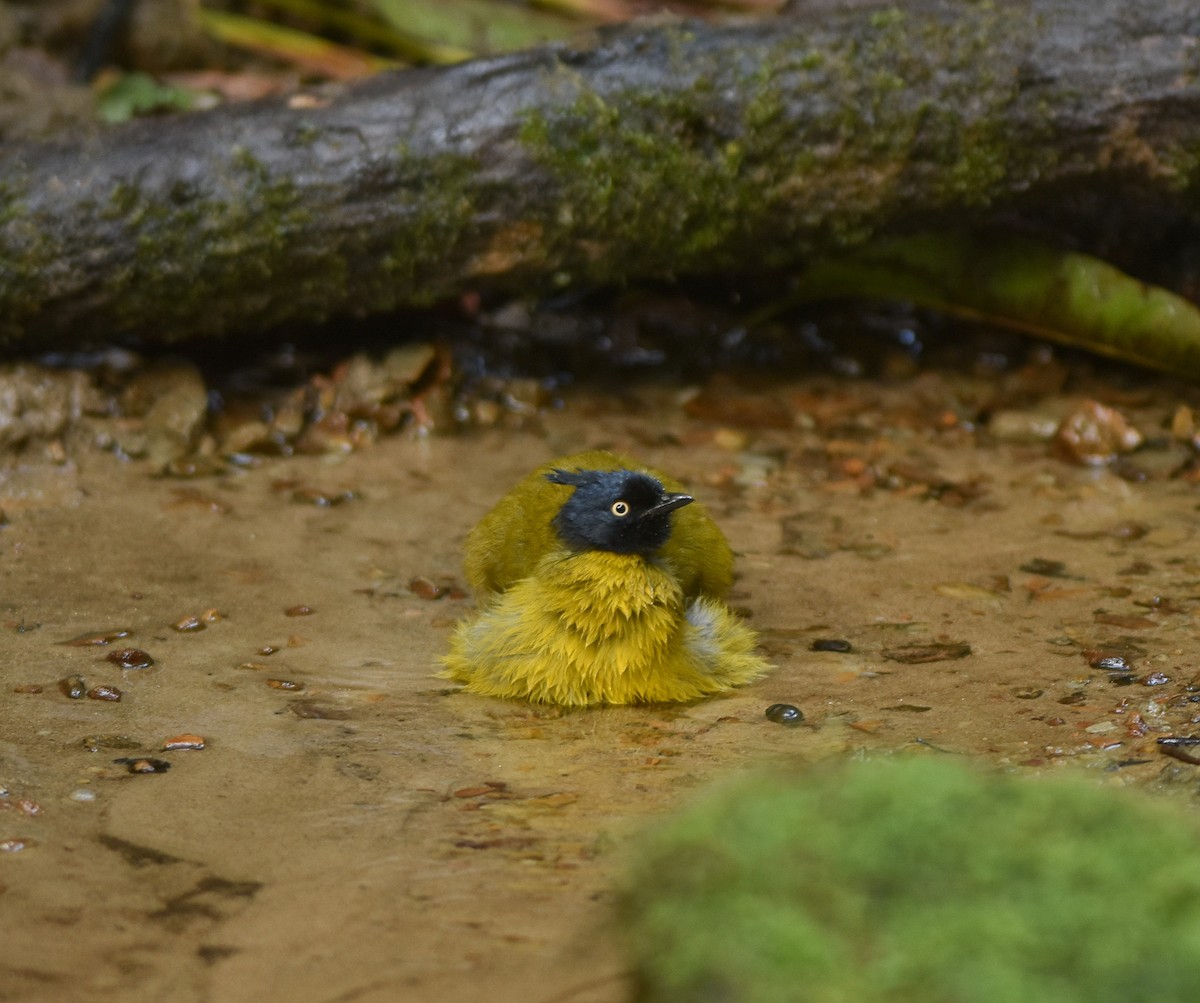 Black-crested Bulbul - ML642143266