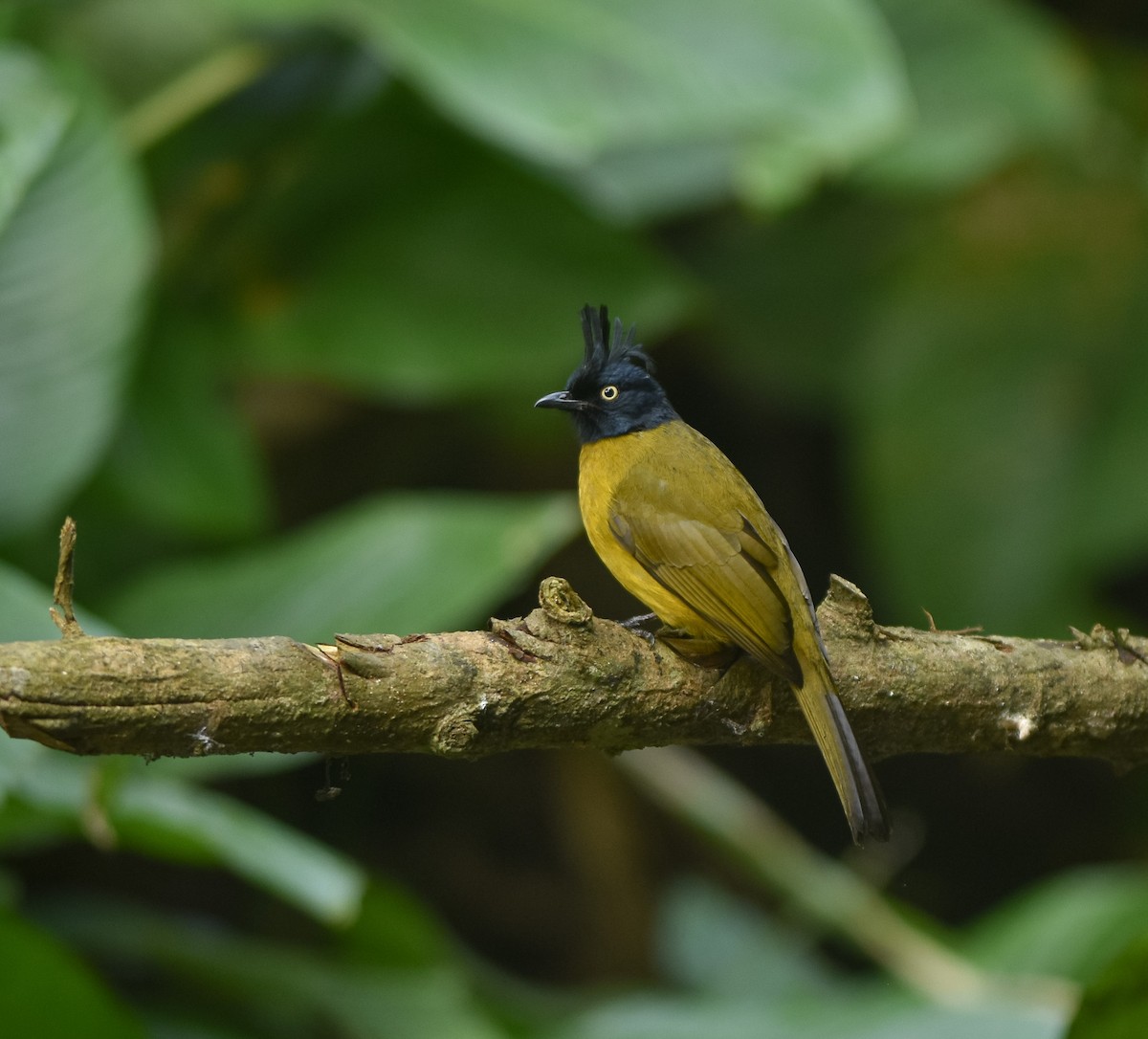 Black-crested Bulbul - ML642143267