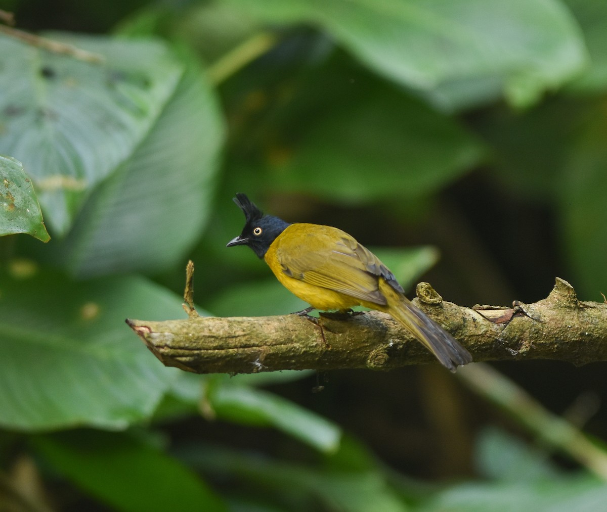Black-crested Bulbul - ML642143268