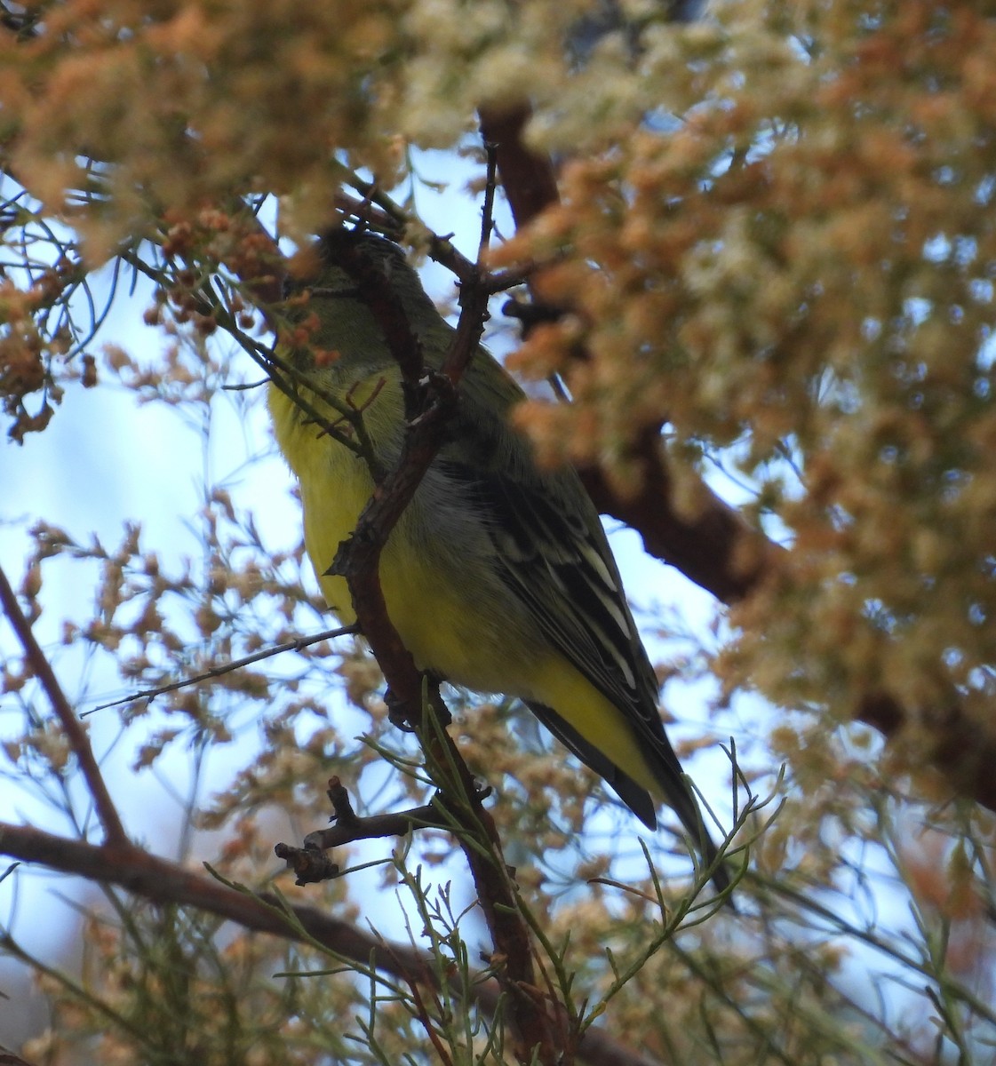 Lesser Goldfinch - ML642143270
