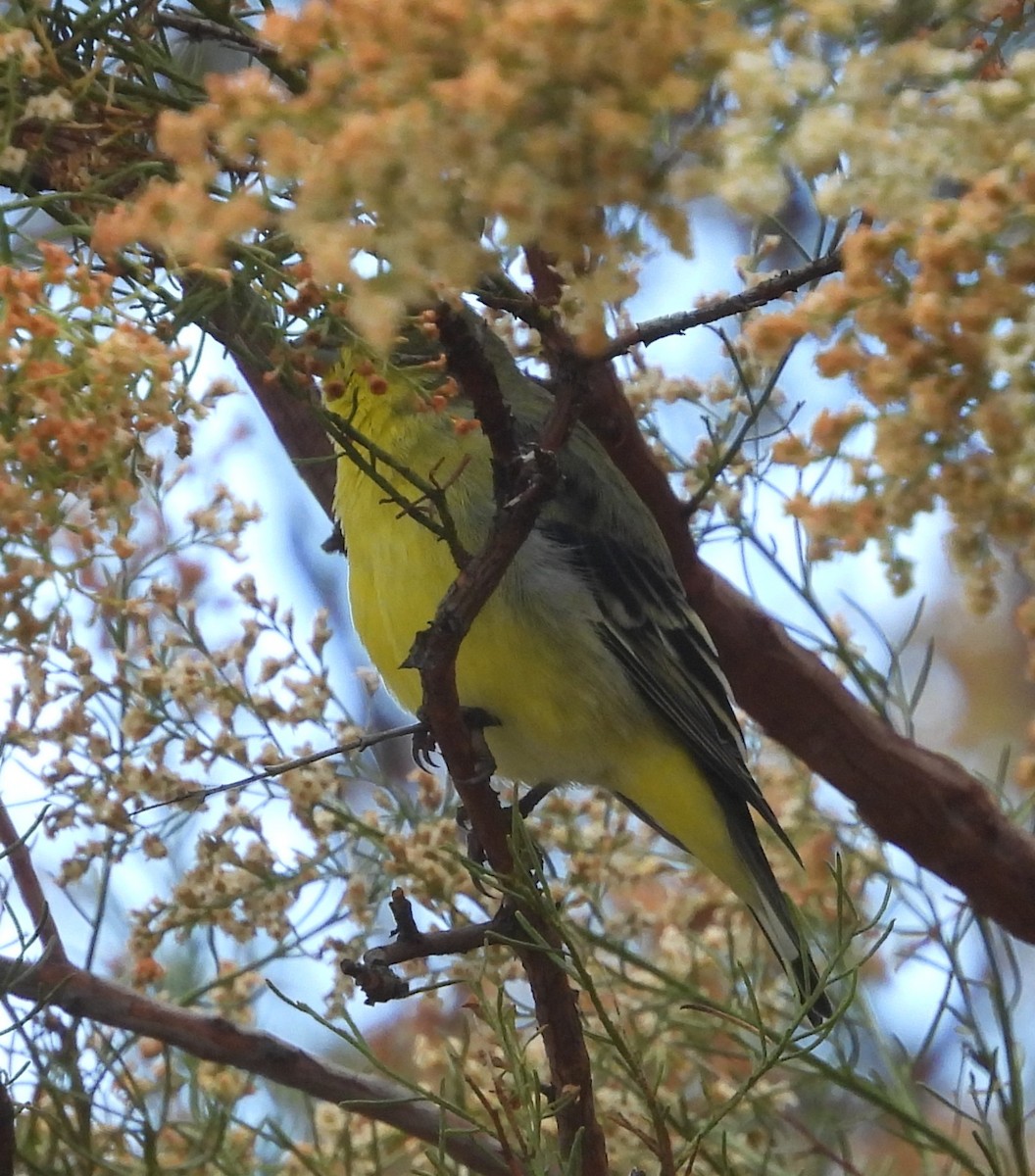 Lesser Goldfinch - ML642143275