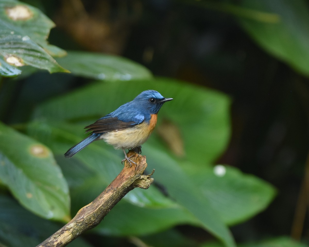 Blue-throated Flycatcher - ML642143276