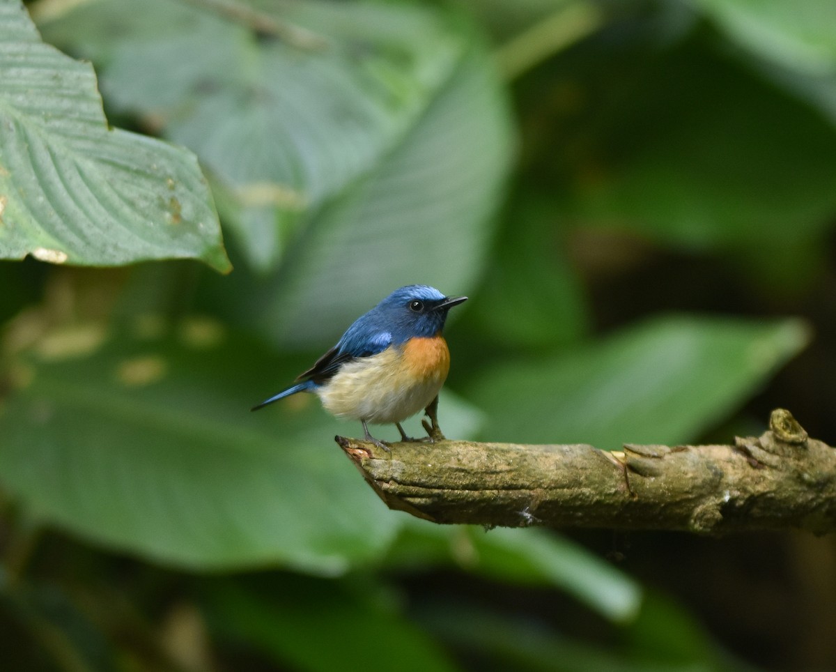 Blue-throated Flycatcher - ML642143277